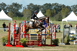 ocala horse pkg